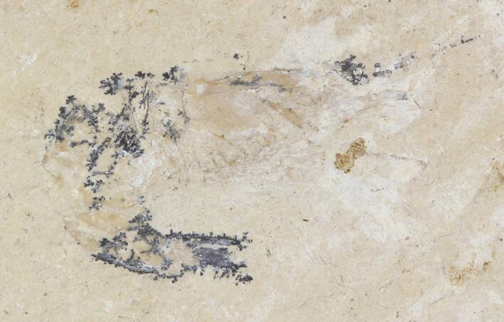 Cretaceous Fossil Shrimp - Lebanon #48565